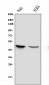 Anti-APOBEC3G Antibody Picoband™ (monoclonal, 6C2)